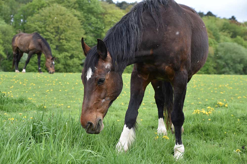 cheval pré