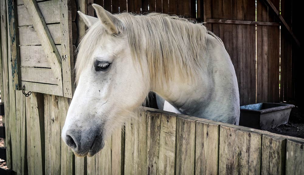 éduquer un cheval