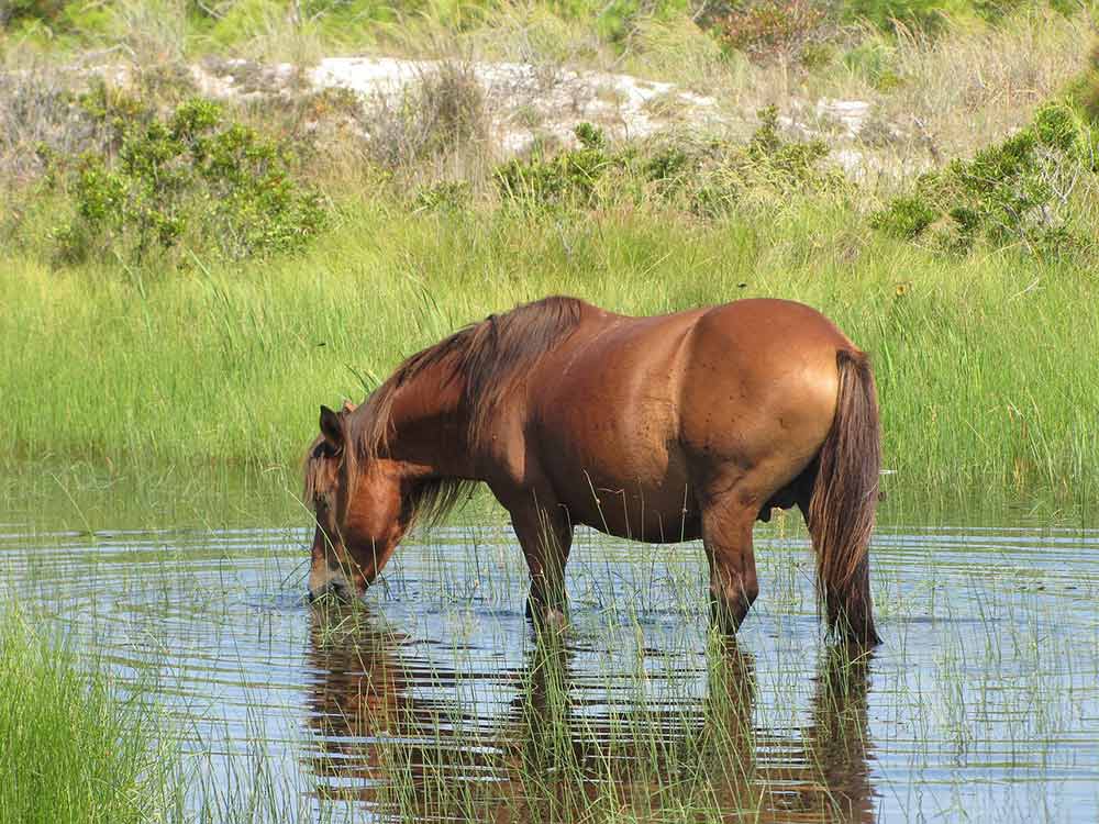 cheval eau