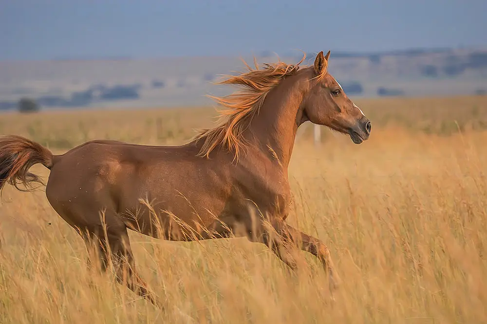 cheval tondu