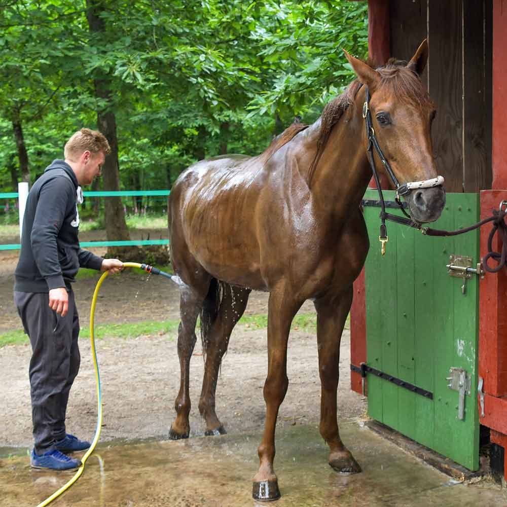 Passer de l'eau sur les pattes du cheval