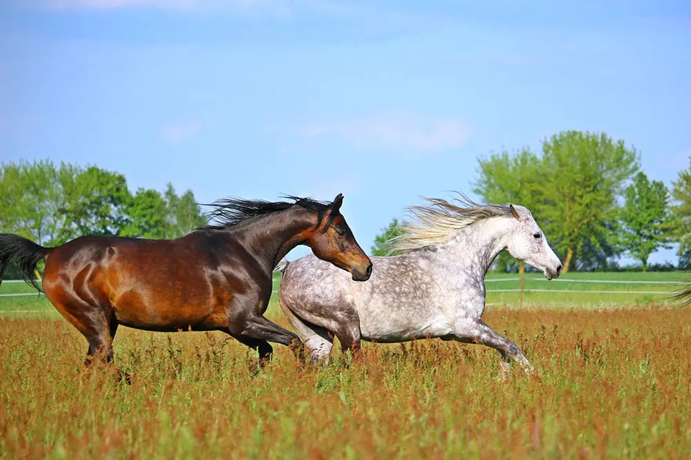 allures naturelles