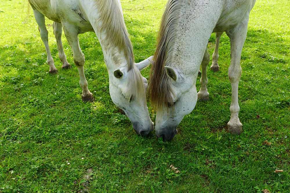 jambes et chevaux