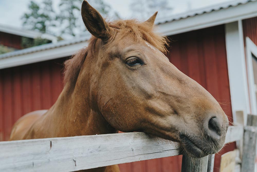 poils cheval