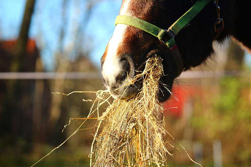 Cheval qui mange de la paille