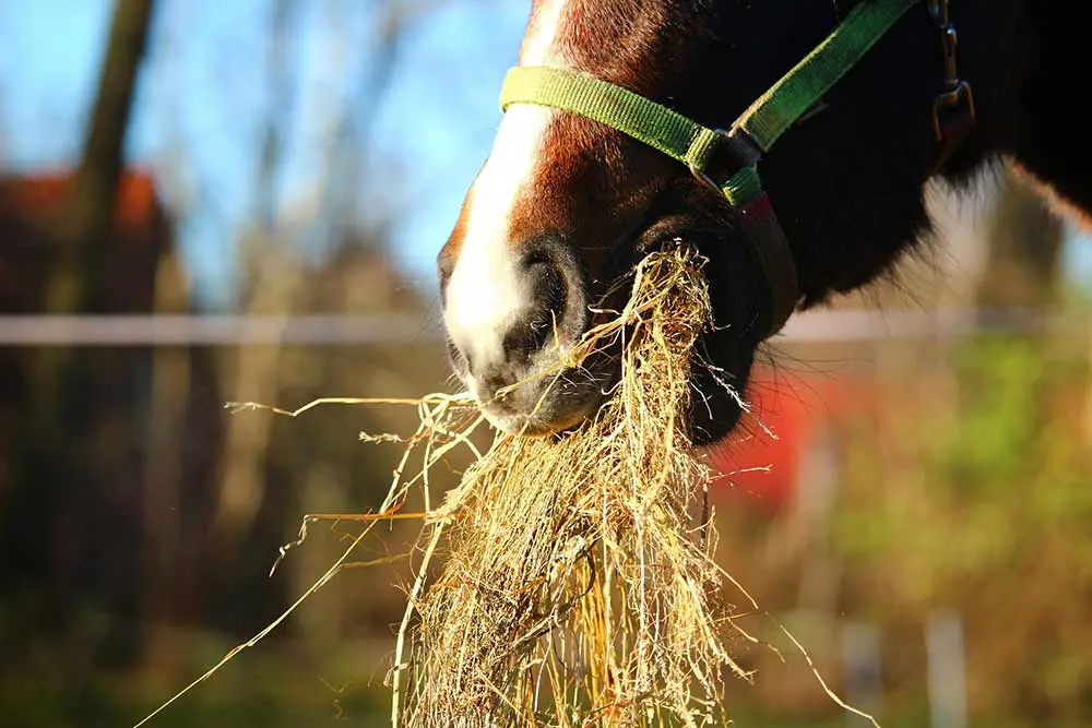 Cheval qui mange de la paille
