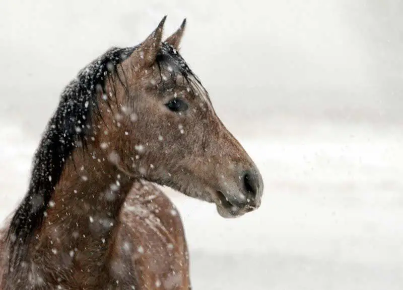 Cheval sous la neige