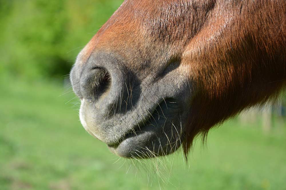 Naseau du cheval