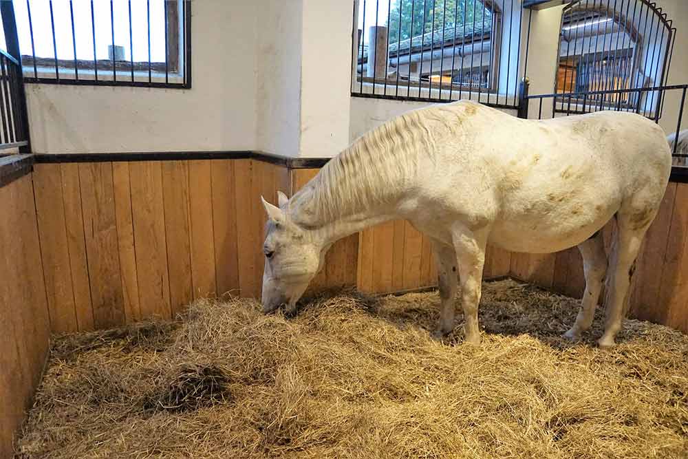 Cheval dans un box sur litière de paille