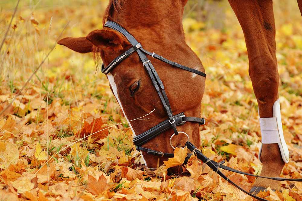 Cheval qui broute de l'herbe