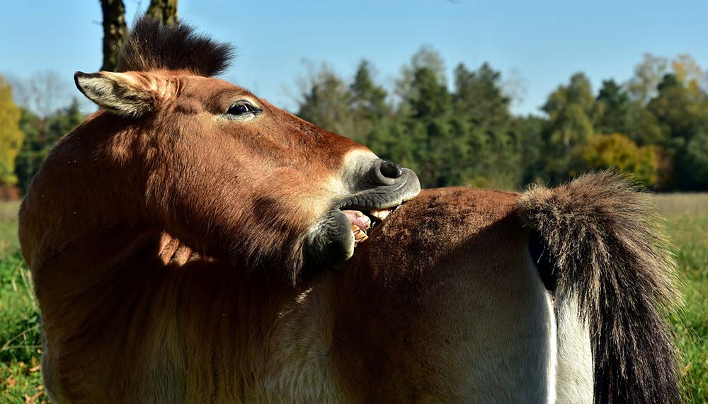 Cheval qui se gratte