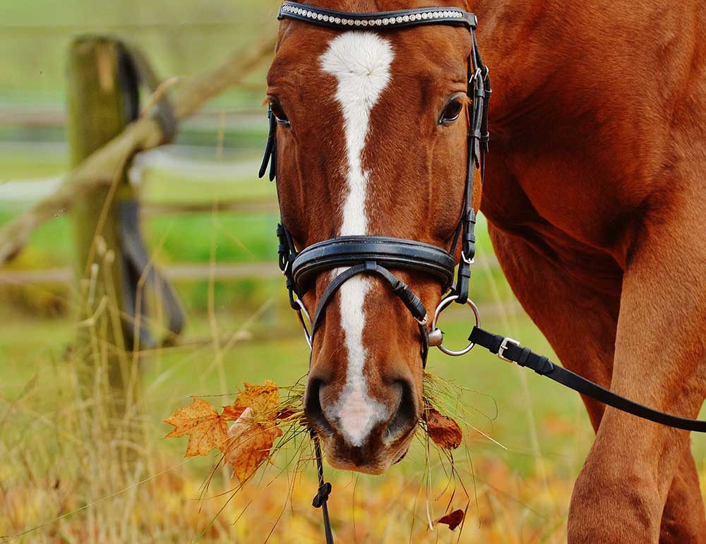 Un cheval mange des feuilles