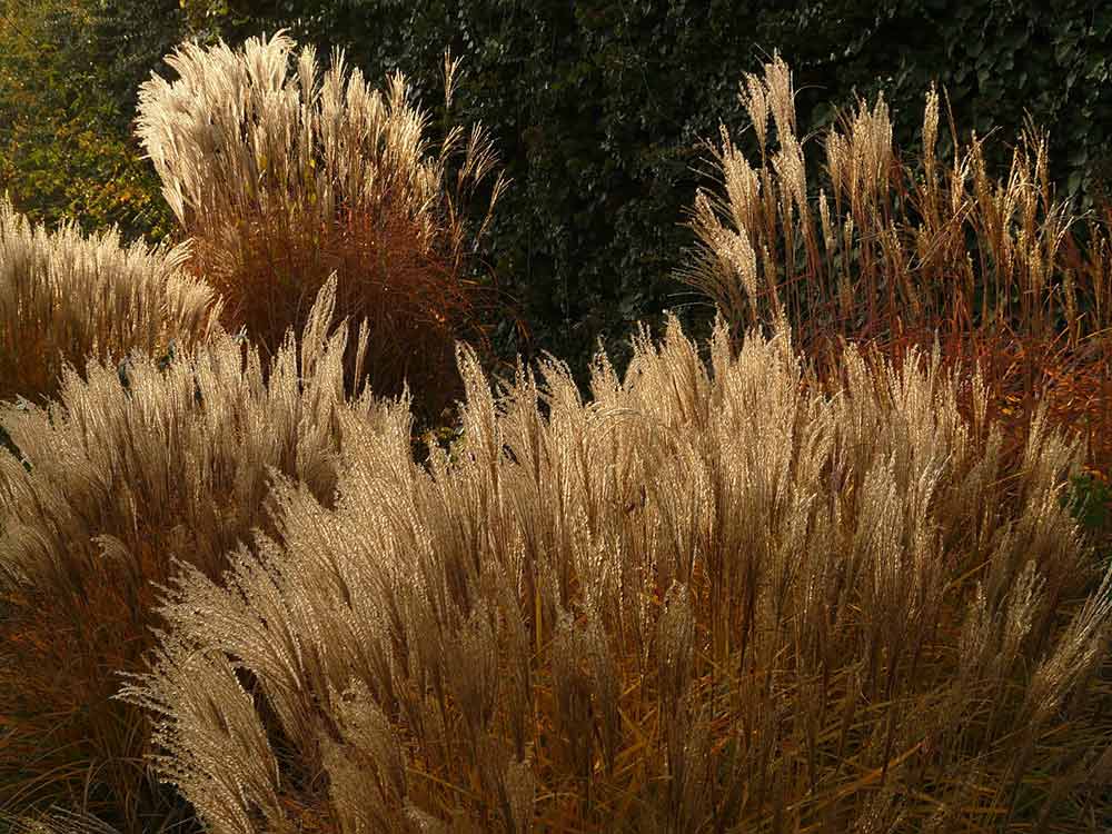 Fleur de Miscanthus ou Herbe à éléphant