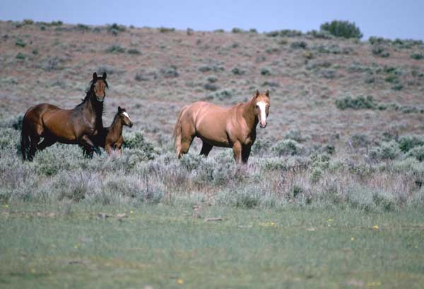 Jument Mustang avec son poulain