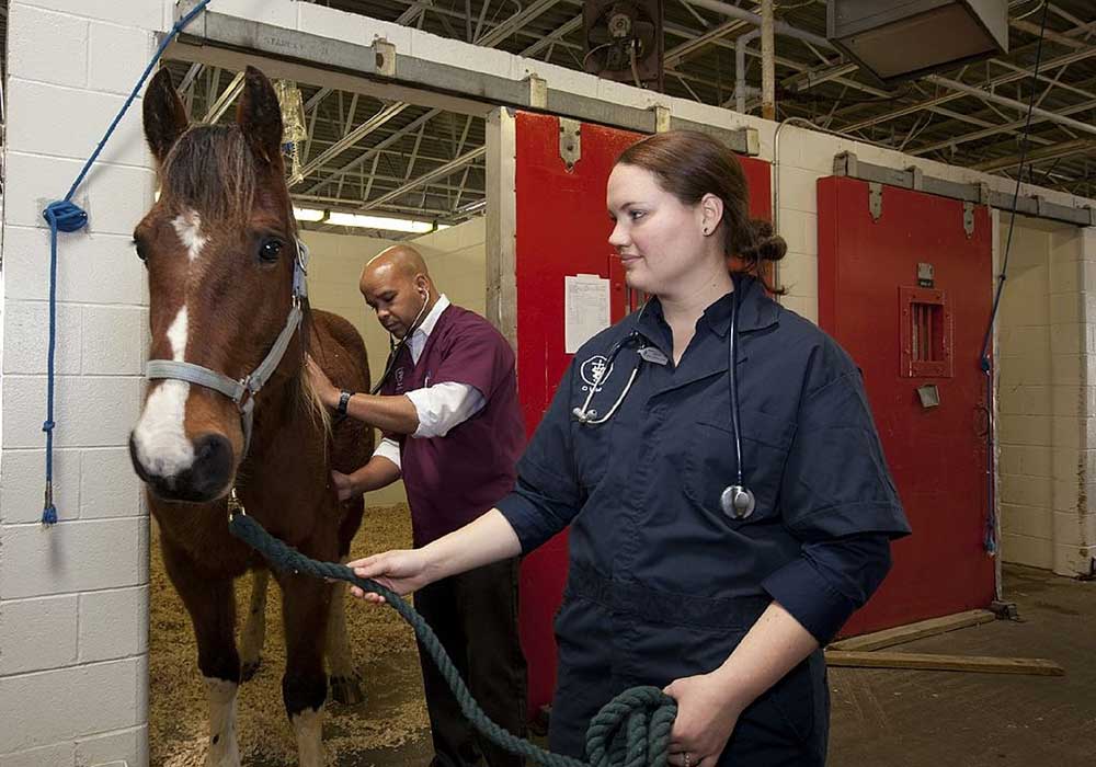 Auscultation d'un cheval par un vétérinaire