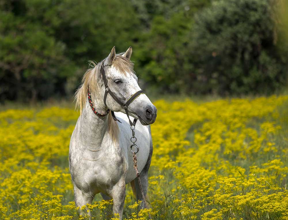 Cheval au pré