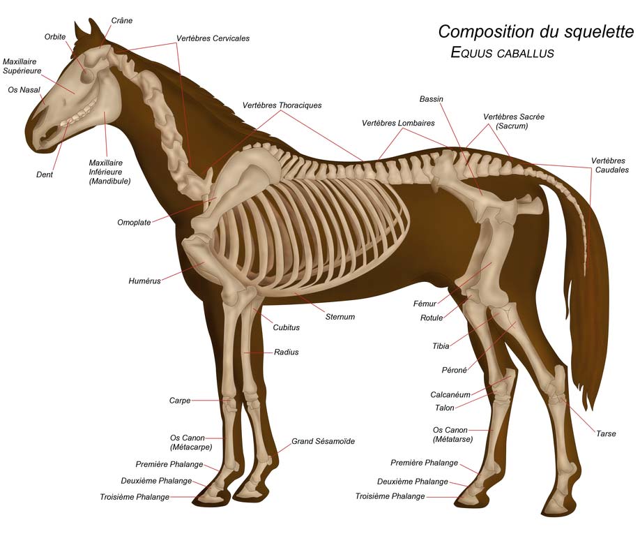 Composition du squelette du cheval