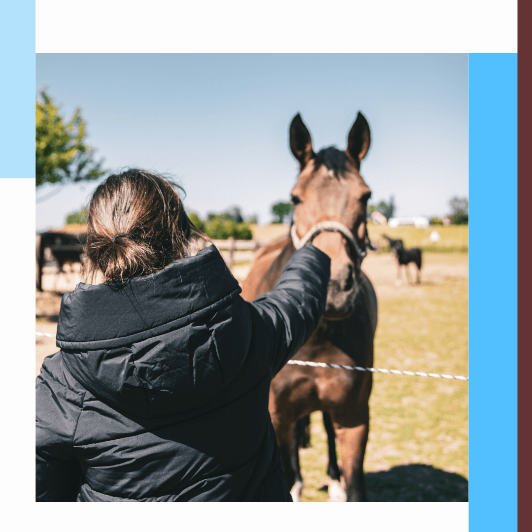 Cheval, salmonelle, bactérie, vétérinaire, équitation