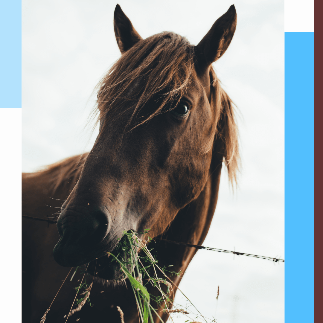 ethologie équine cheval éducation positive equinoo litière chevaux litière dépoussiérée cheval dalles box (1)