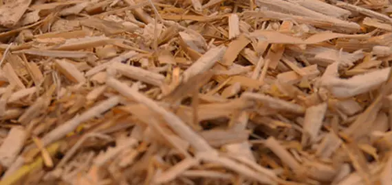 Litière paillis de miscanthus