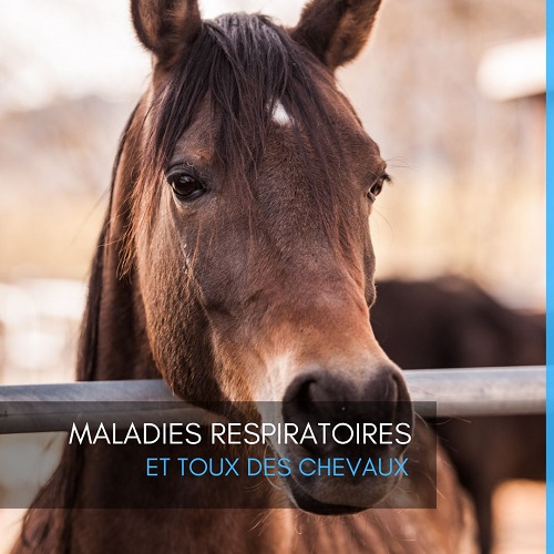 maladies respiratoires, toux, chevaux, litière dépoussiérée, litière copeaux, entretien box, écuries, allergie