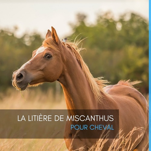 litière miscanthus, litière miscanthus cheval, litière granulés miscanthus, litière paille miscanthus, bien-être cheval, paillis de miscanthus