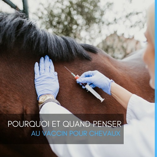 vaccin chevaux, vacciner chevaux, vaccin cheval, vacciner cheval, bien-être chevaux, litière pour chevaux, litière pour cheval, EQUINOO