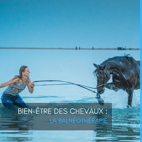 bien-être chevaux, bien etre chevaux, balneotherapie, balnéothérapie, litière pour chevaux, litière pour cheval, litière copeaux de bois, dalles de box