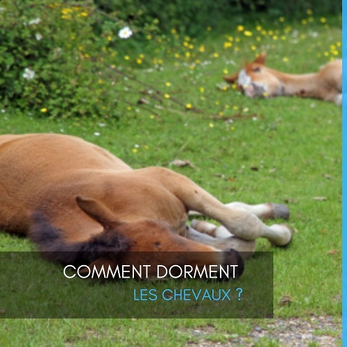 comment dorment les chevaux, sommeil du cheval, sommeil des chevaux, litière pour chevaux, litière en copeaux pour chevaux, litière granulés de bois, dalles de box, équipement box, EQUINOO