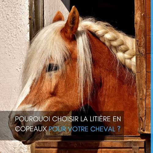 EQUINOO, litière pour chevaux, litière copeaux pour chevaux, litière en copeaux de bois, litière en copeaux de bois pour chevaux, litière d'élevage, bien-être du cheval