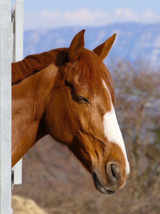 Bien être du cheval