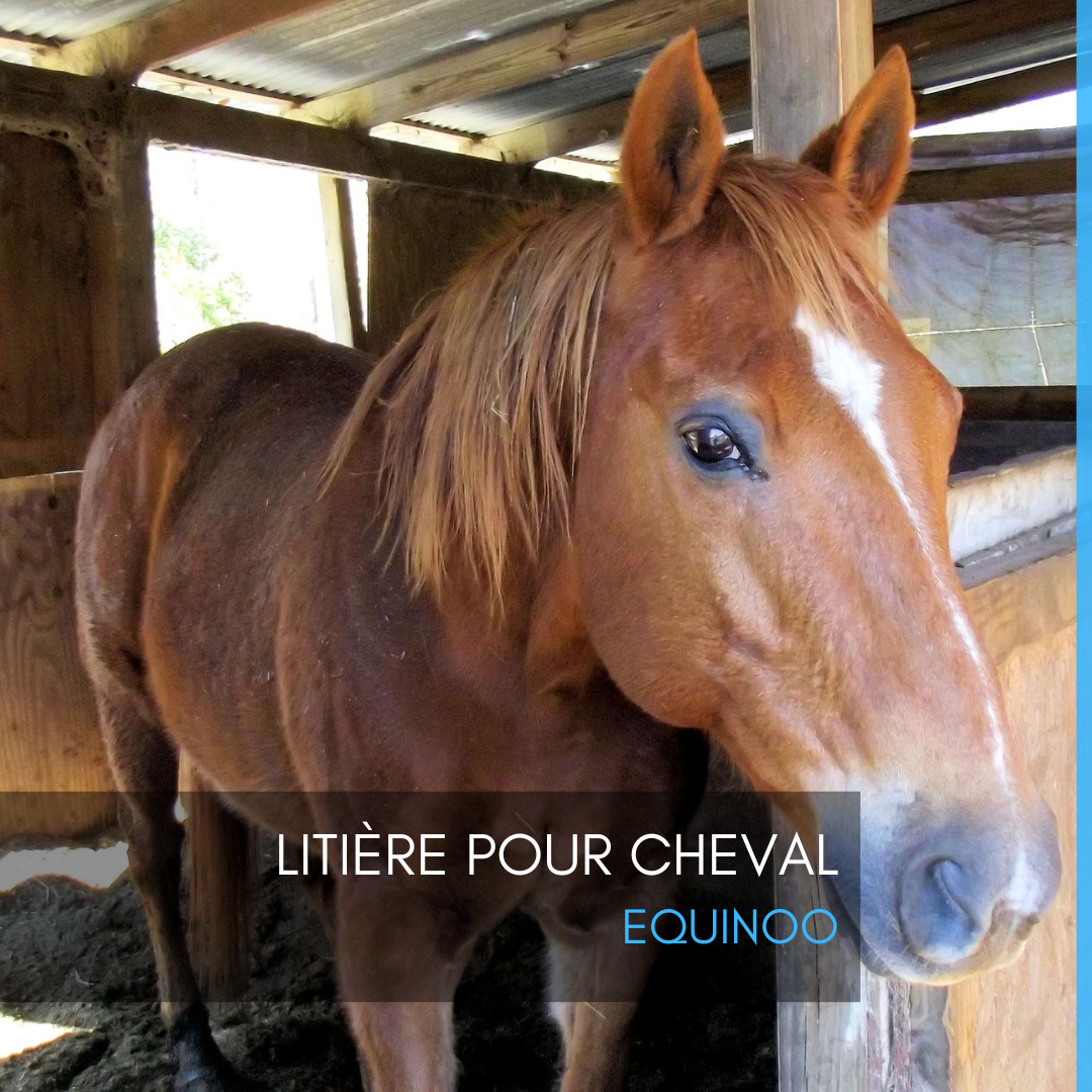 Litière pour cheval Equinoo