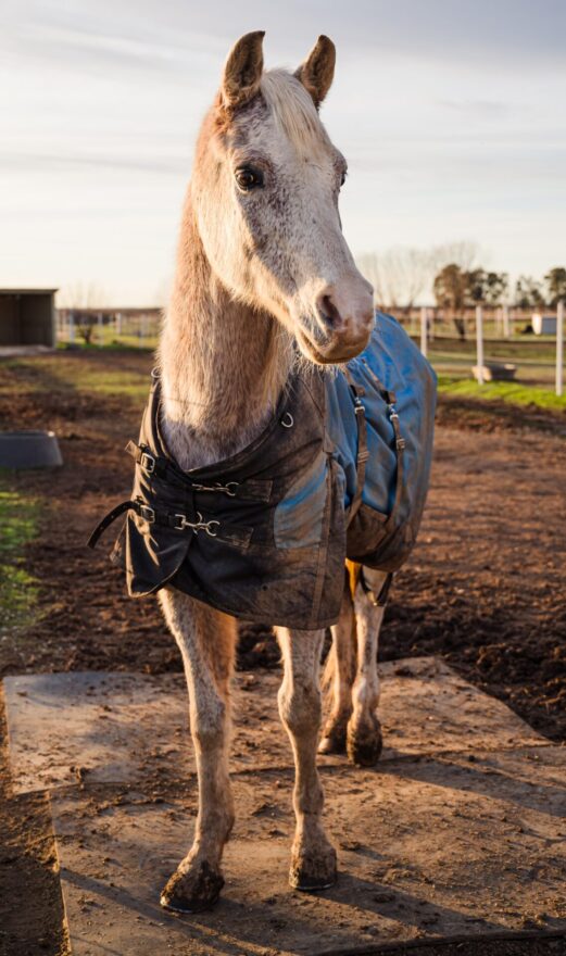 L’équithérapie : c’est quoi ? Un cheval calme et adapté à cette thérapie avec un comportement compréhensif