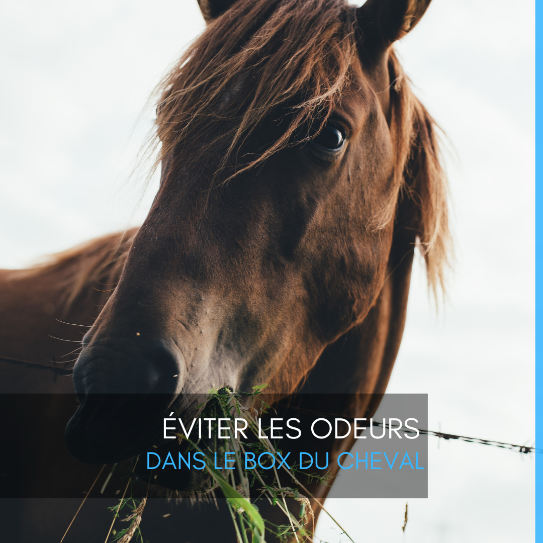 Éviter les odeurs dans le box du cheval