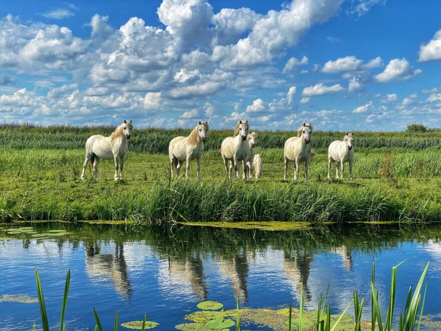 Le cheval en été : baignade