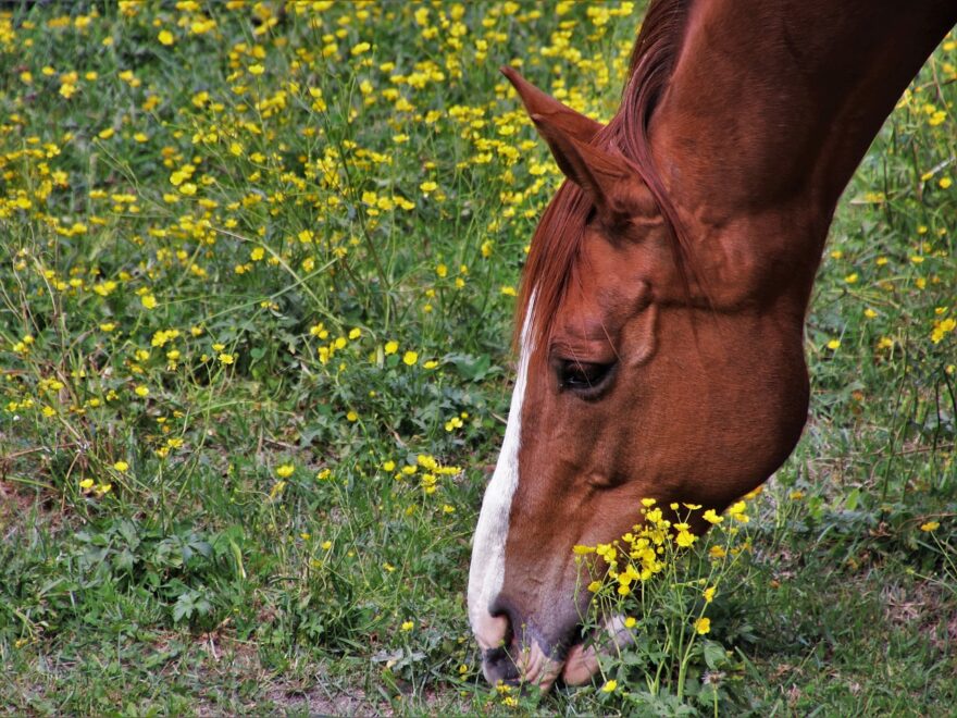 Éviter les odeurs dans le box du cheval : plantes