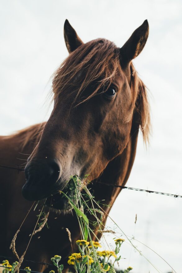 Éviter les odeurs dans le box du cheval : écurie