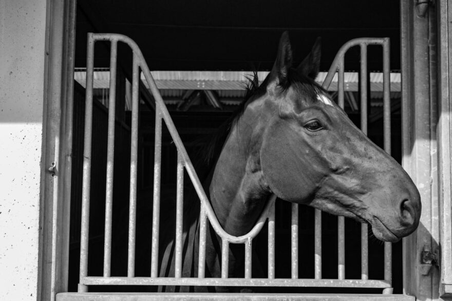 Éviter les odeurs dans le box du cheval