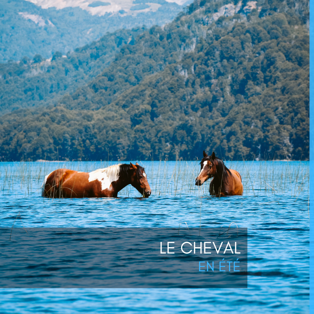 Le cheval en été