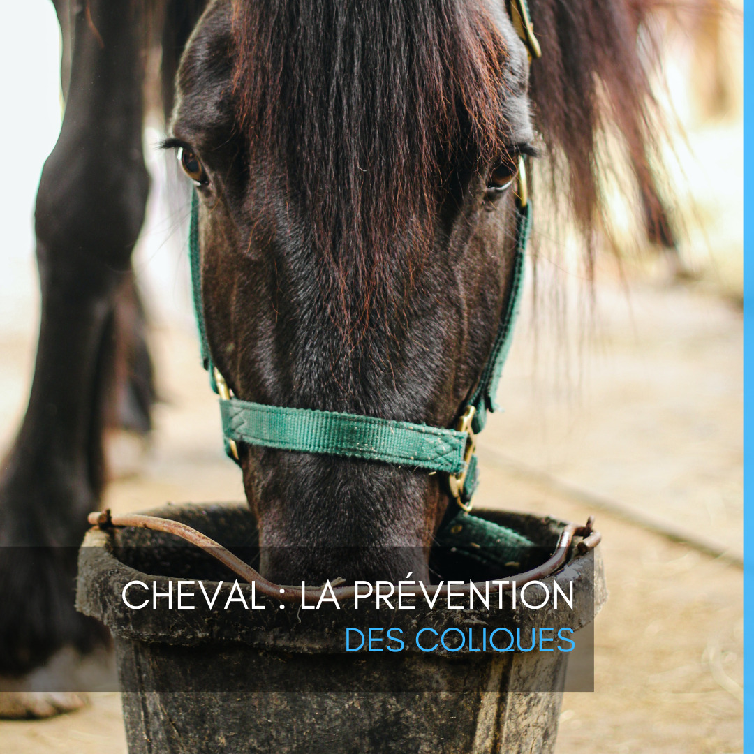 Cheval : la prévention des coliques 