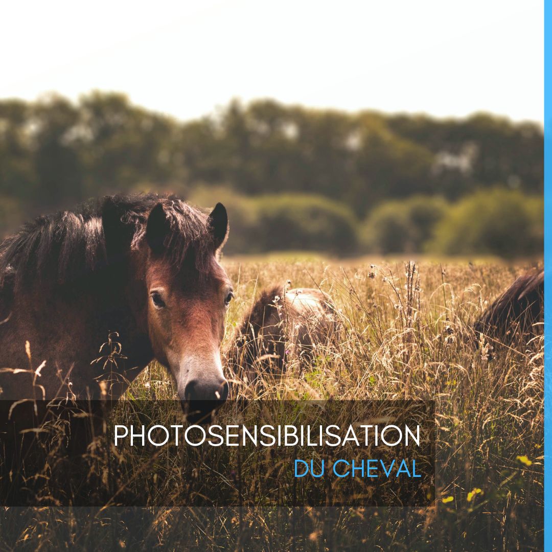 Photosensibilisation du cheval