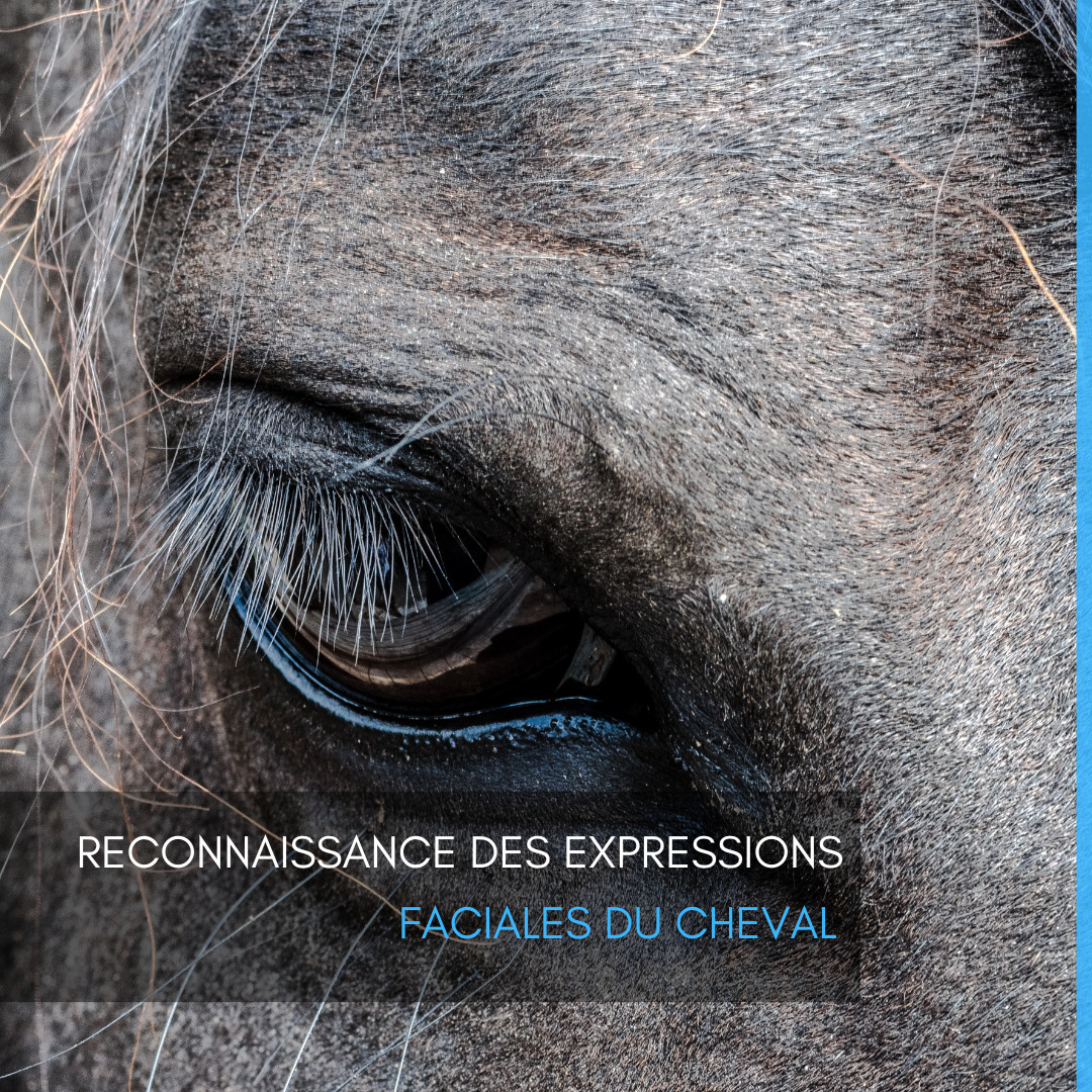 Reconnaissance des expressions faciales du cheval