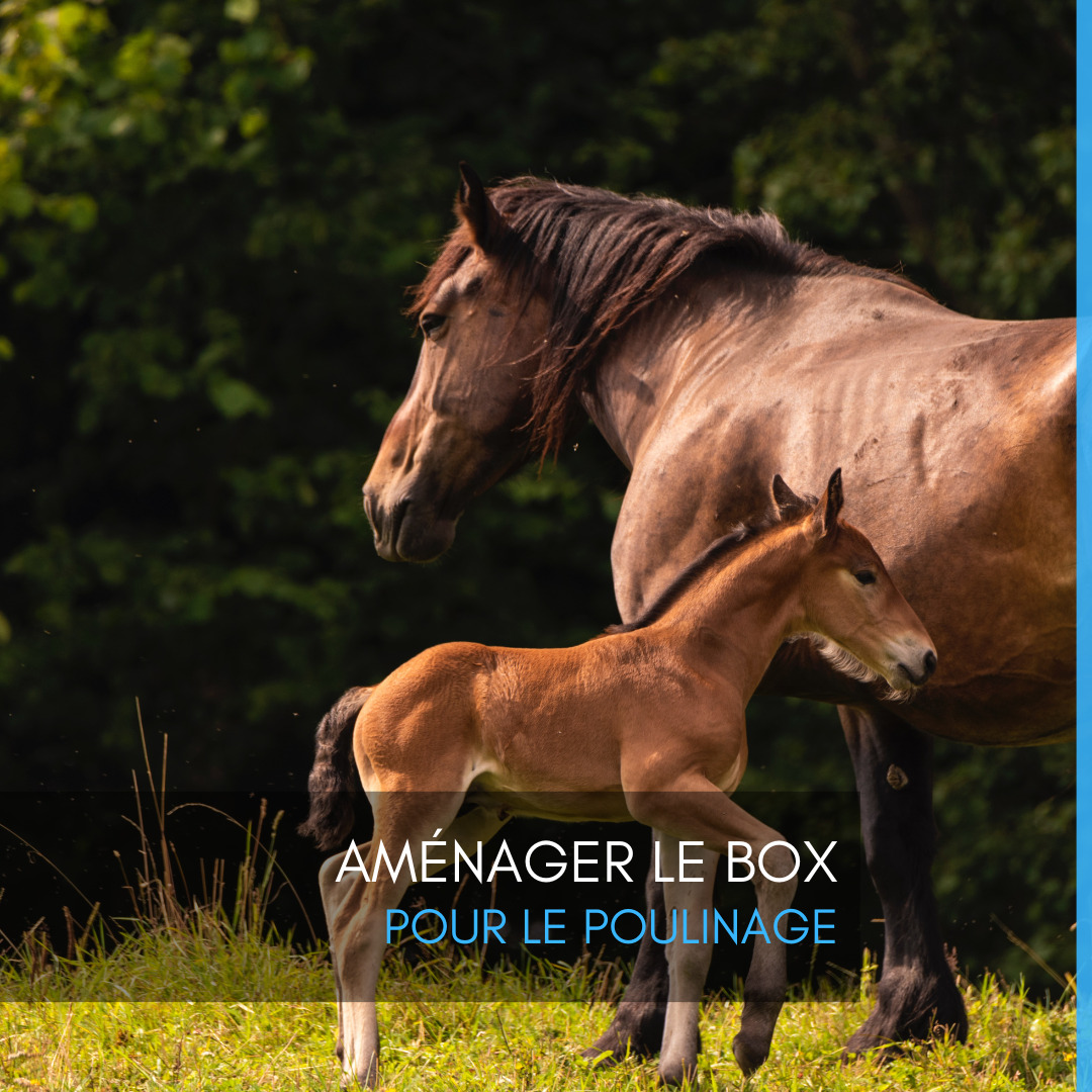 Aménager le box pour le poulinage