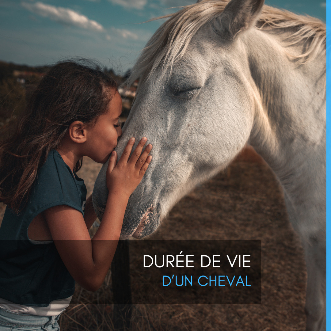 Durée de vie d'un cheval