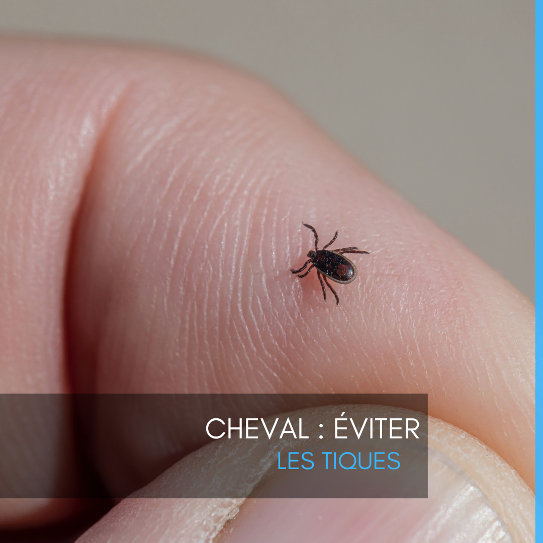 Cheval : éviter les tiques