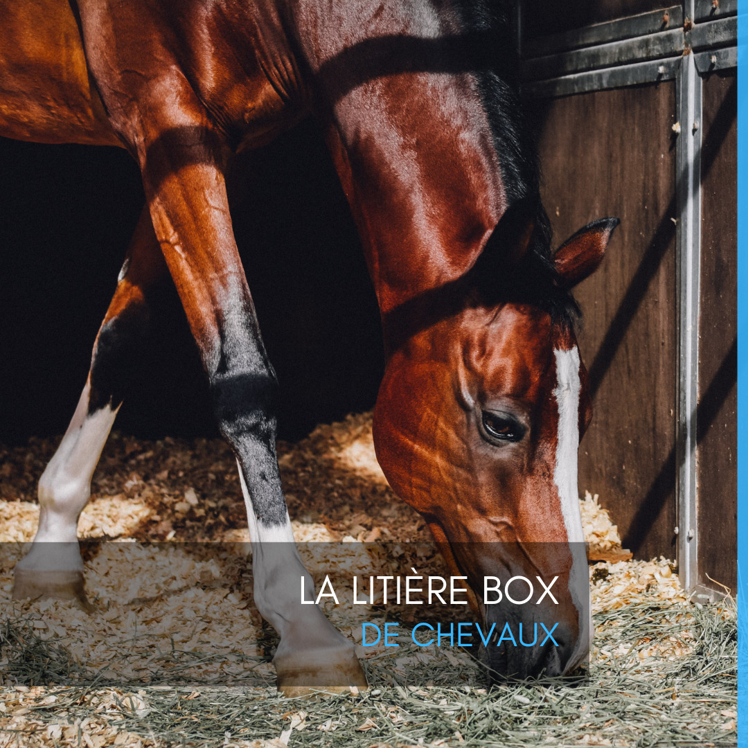 La litière box de chevaux