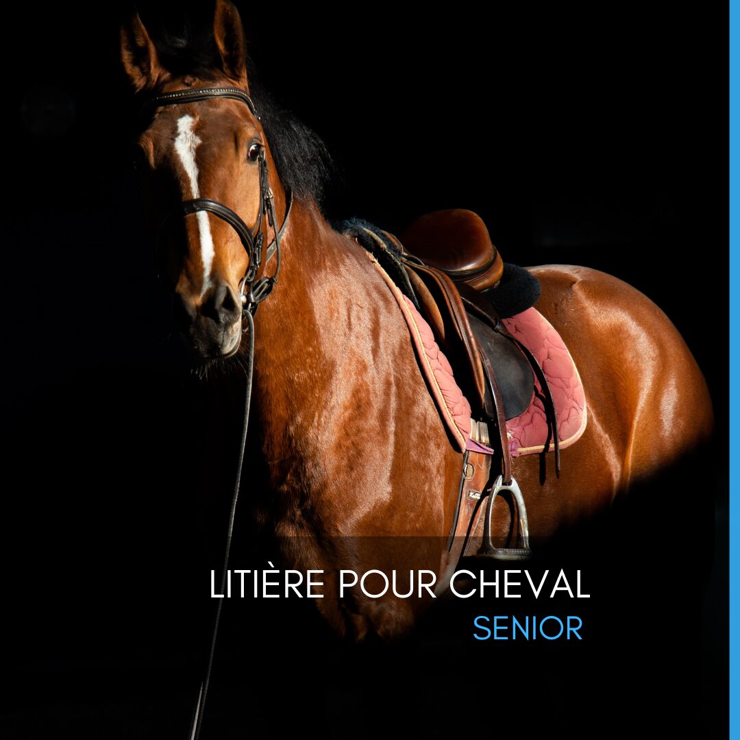 Litière pour cheval senior