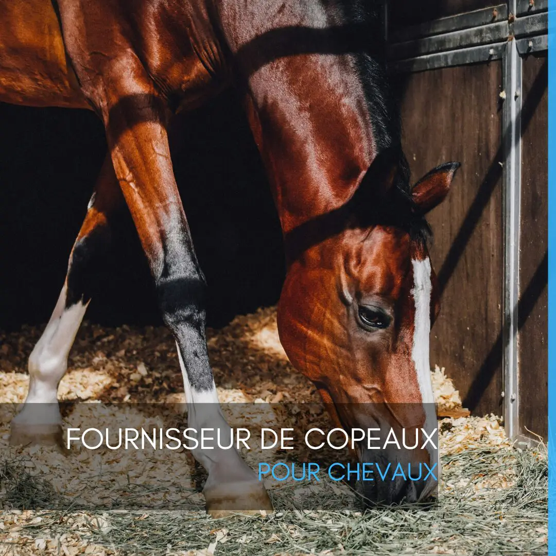 Fournisseur de copeaux pour chevaux