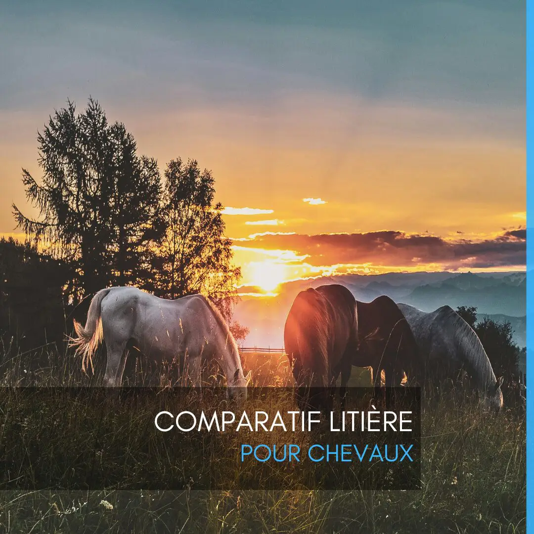 Comparatif litière pour chevaux