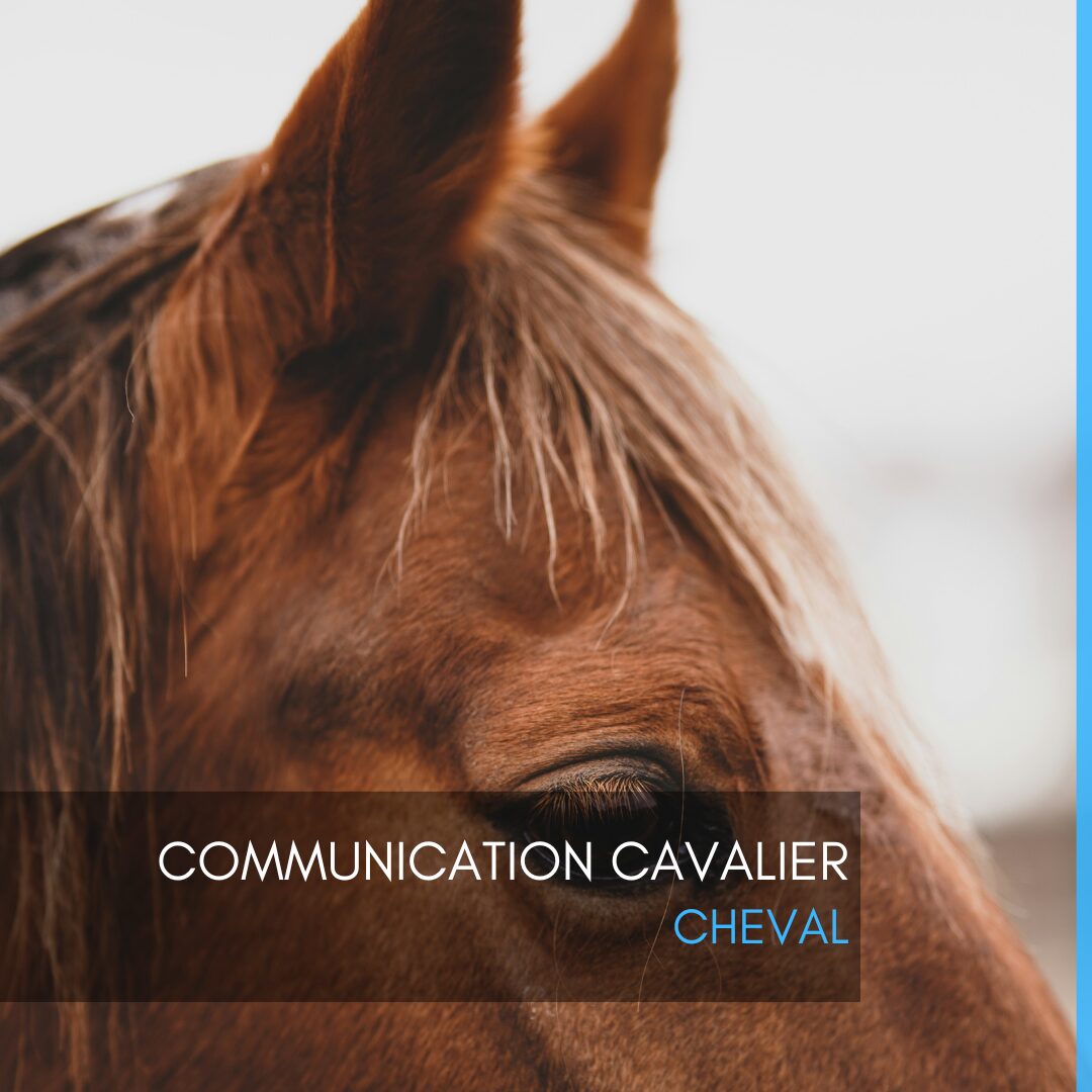 Communication cavalier - cheval
